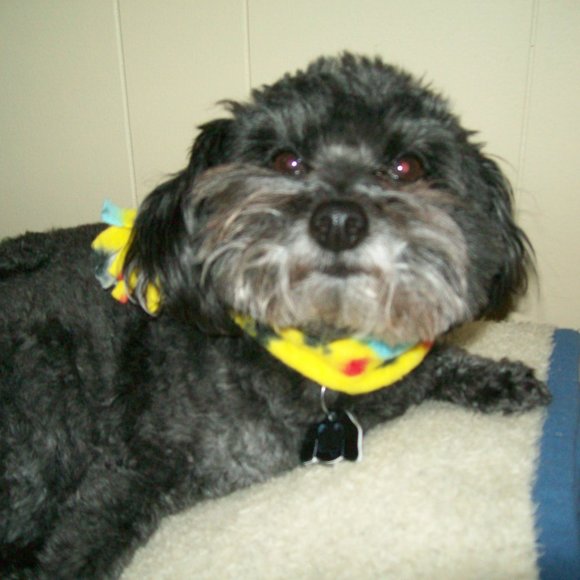 🔴 - 12" dog/cat muffler/scarf - Picture 4 of 7